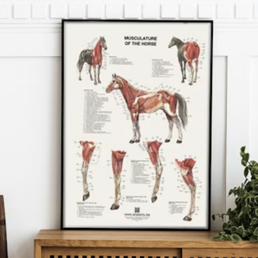 Anatomiske plakater om hesten og hunden