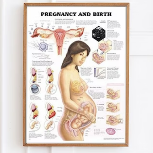 Plakater om kønsorganerne og graviditet