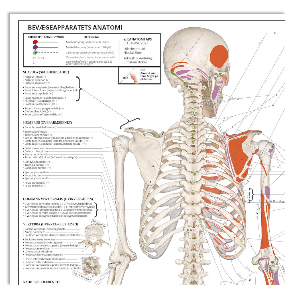 Avancerede anatomiske plakater