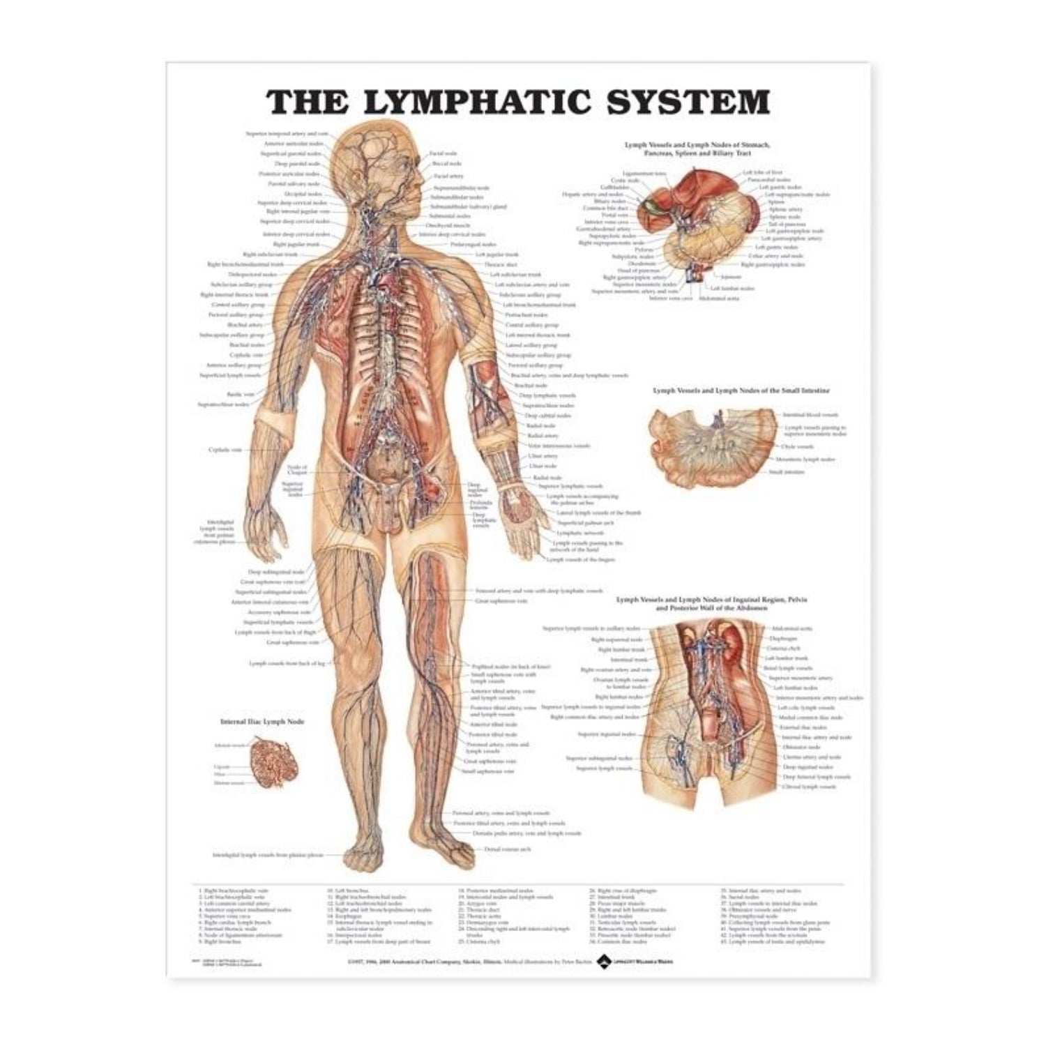 Plakater om lymfesystemet og det endokrine system