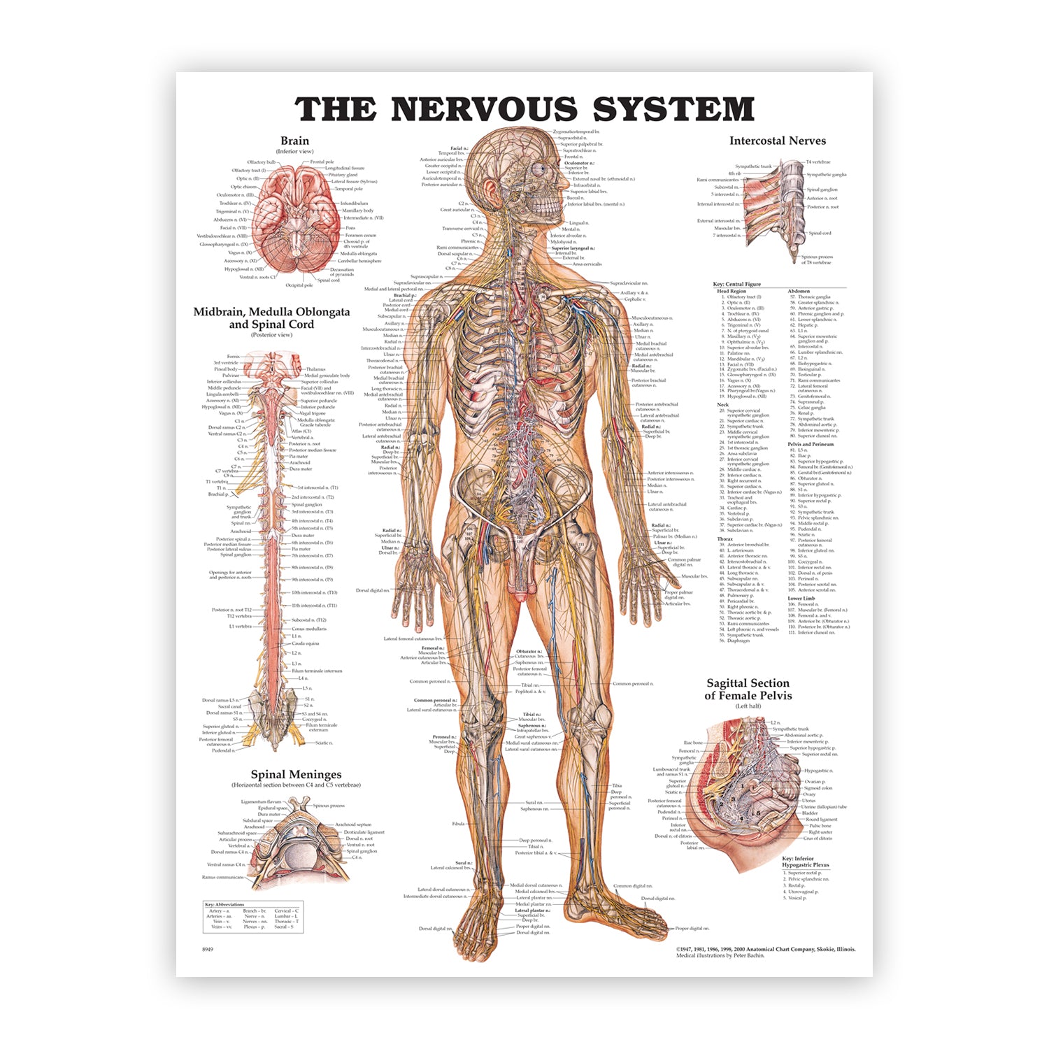 Anatomiske plakater om hjernens anatomi og nervesystemet