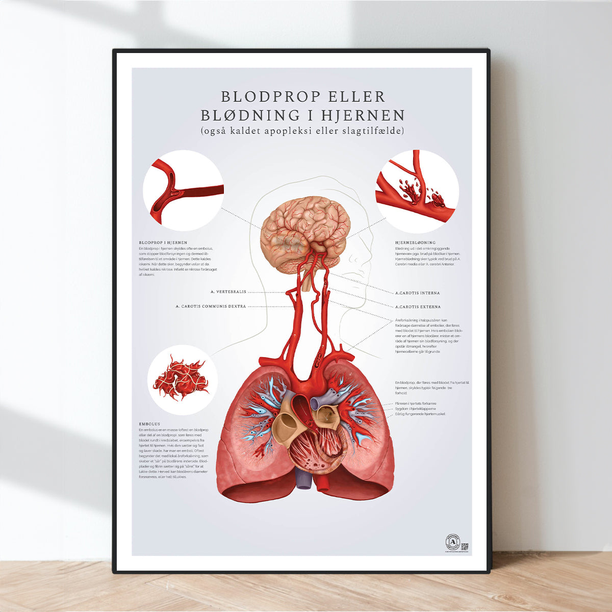Plakater om hjertets anatomi og karsystemet
