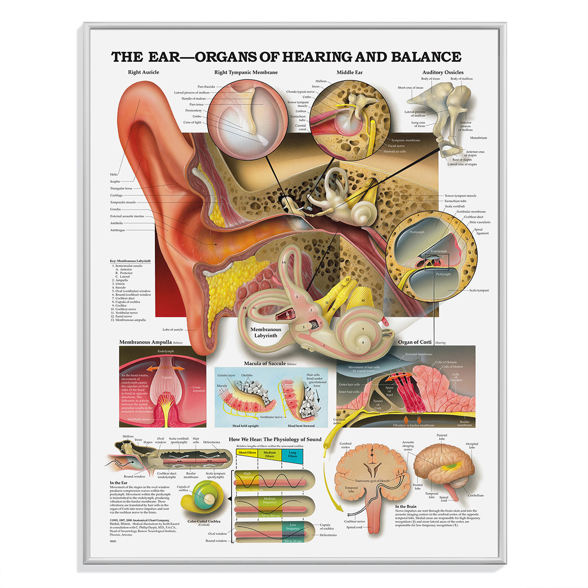 Plakater om sanseorganerne; øjne, øre-næse-hals og huden