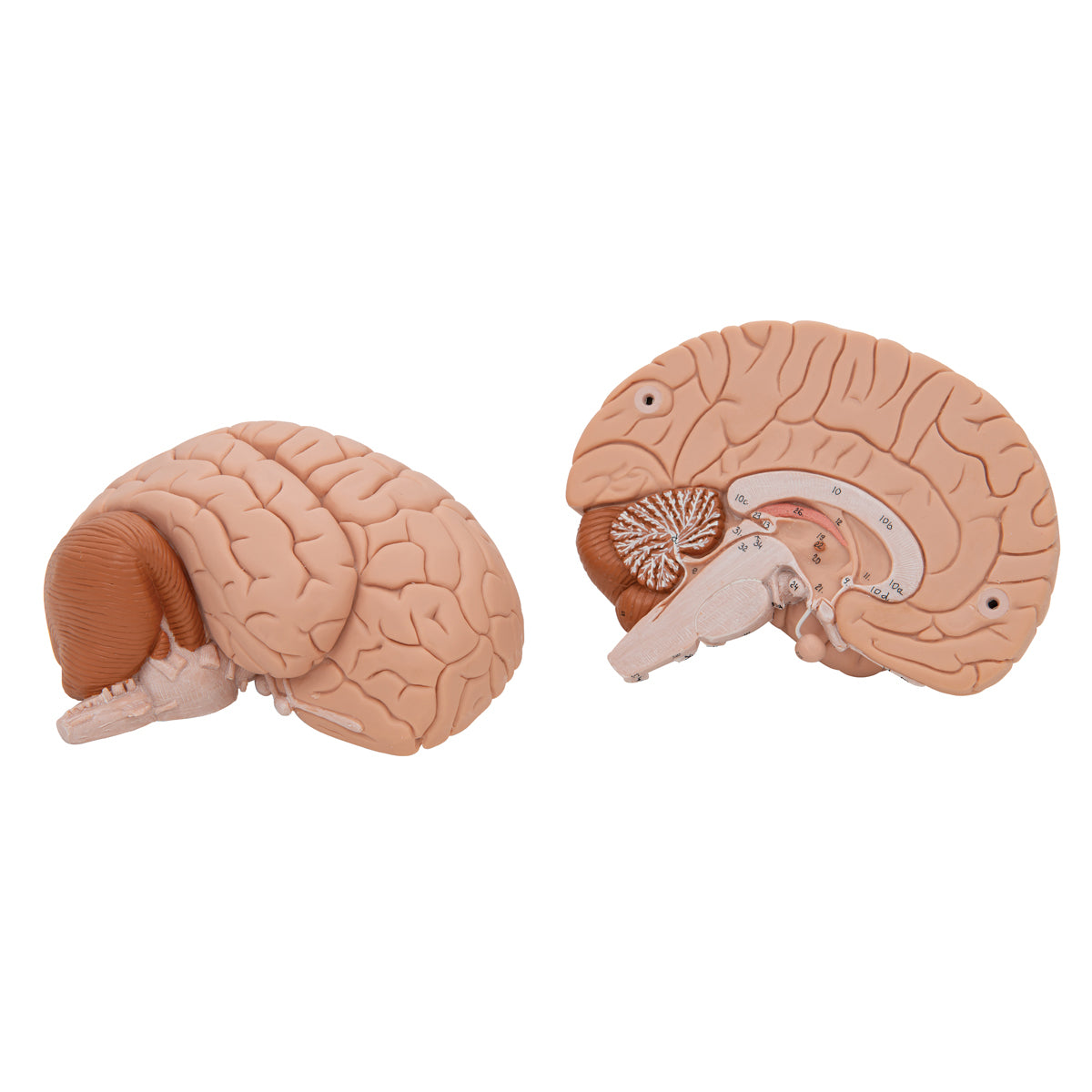 Anatomisk hjernemodel i 2 dele
