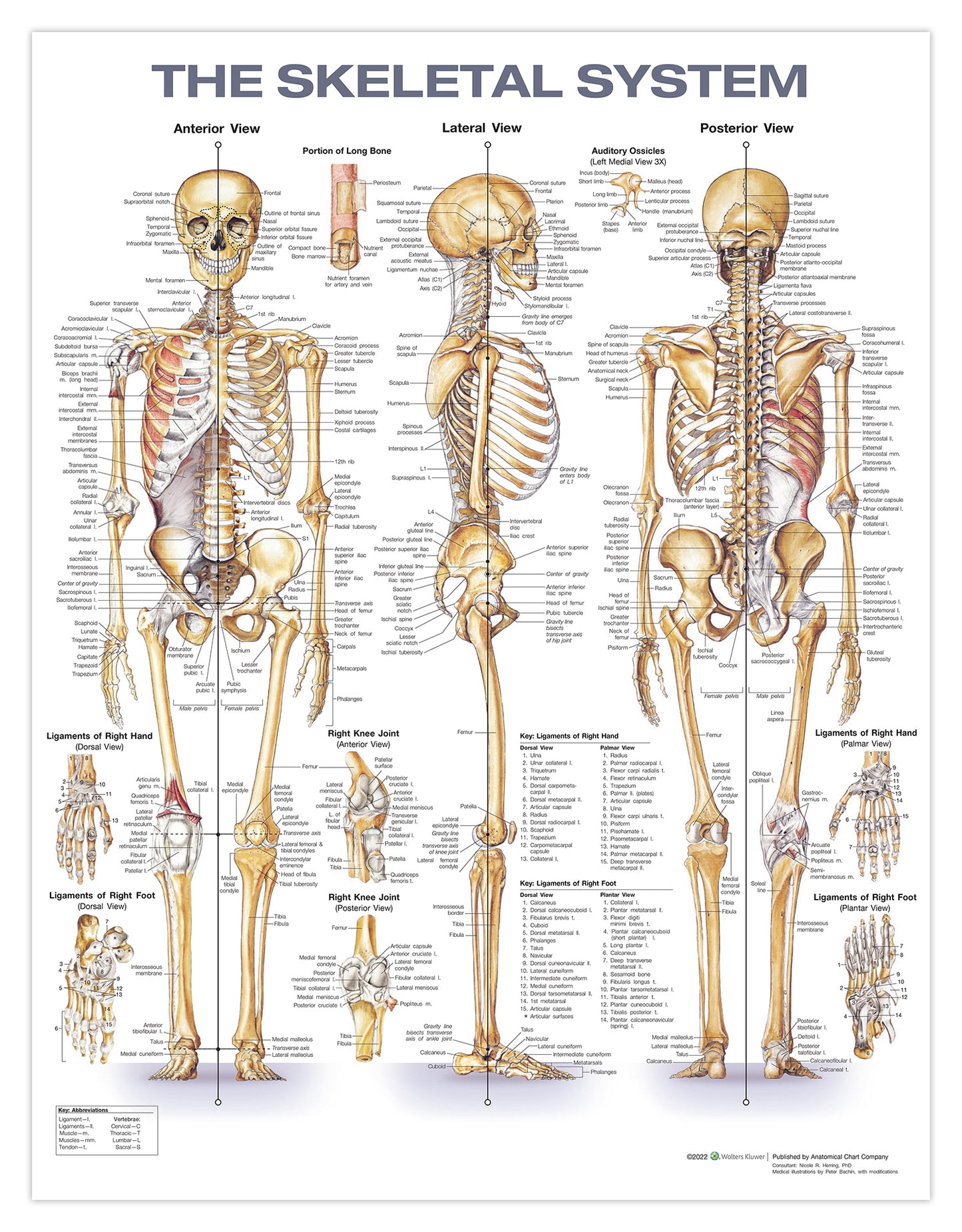 Klassisk skeletplakat som også illustrerer ledbånd (ligamenter) på engelsk