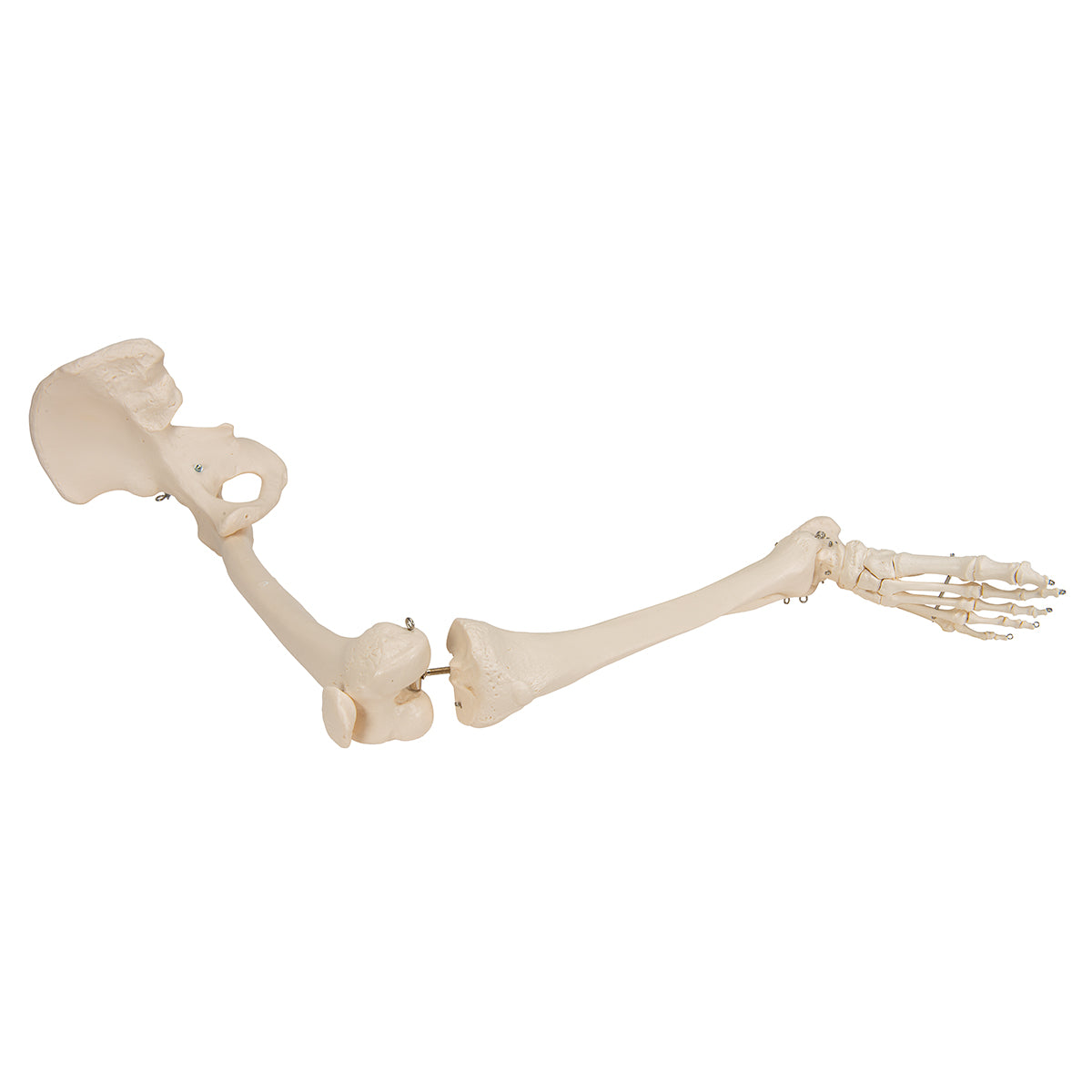Skeletdel som viser hele højre ben med epifyselinjerne (inkl. hoftebenet)