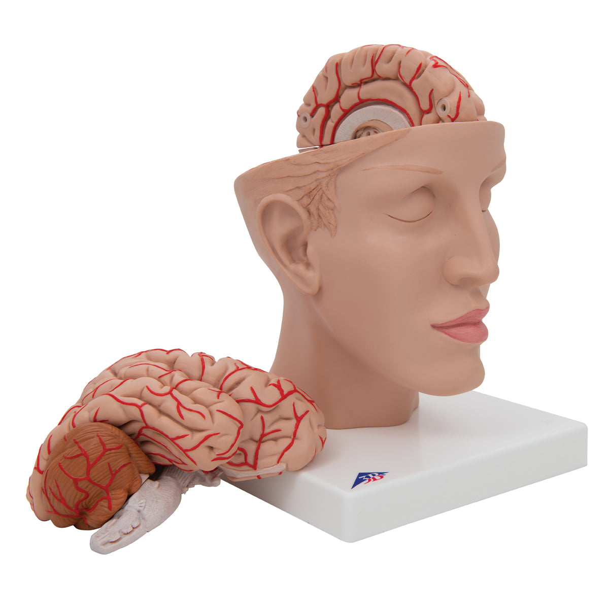 Hjernemodel der viser arterier, vener og den indre kraniebund. Hjernen kan tages ud og deles i 8