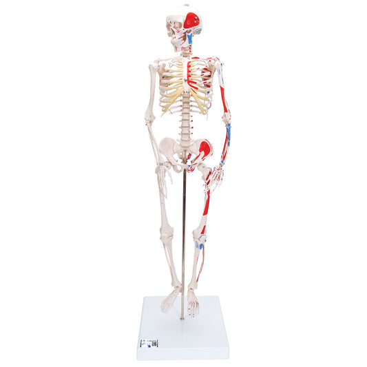 Mini skelet med farvede muskelangivelser