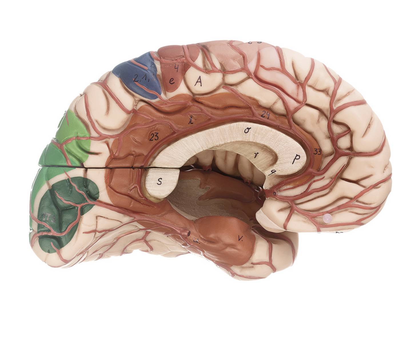 Avanceret hjernemodel med arterier, farvemarkeringer, hjernehinder mm.