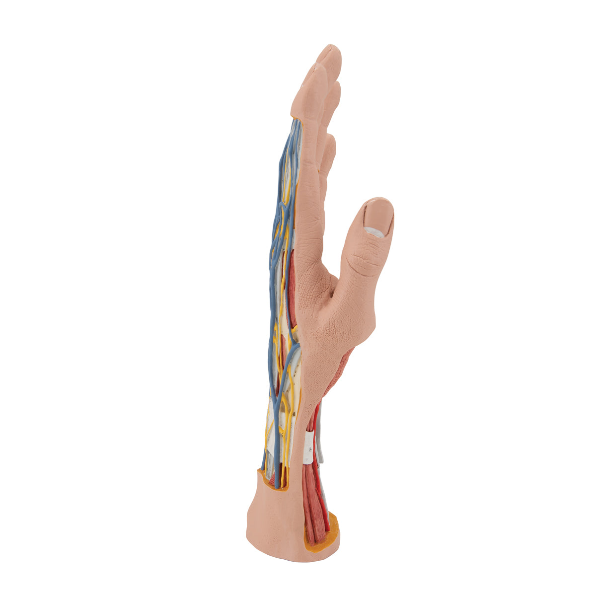Komplet håndmodel med hud, muskler, sener, kar og nerver - kan adskilles i 3 dele
