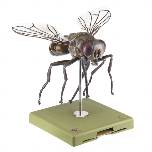 Model af en stueflue (husfluen, Musca domestica) i højeste kvalitet og kraftig forstørret