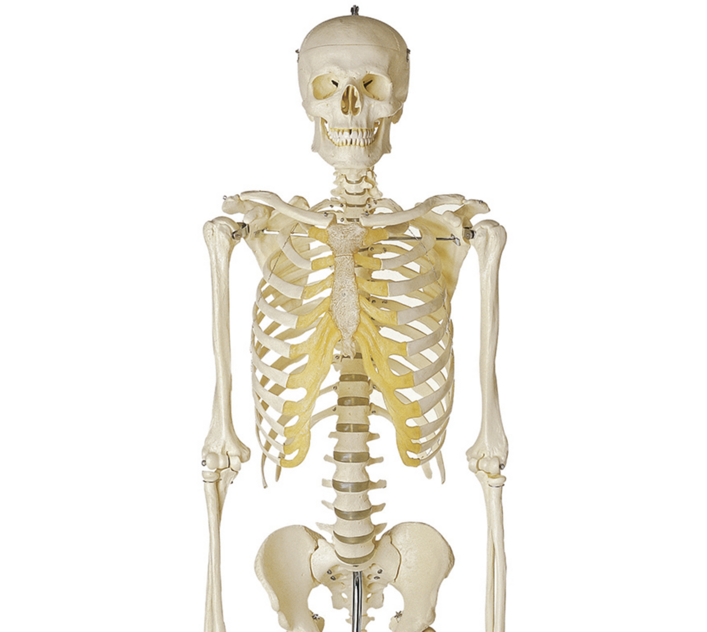 Skeletmodellen med mest naturtro knogler og højeste materialekvalitet