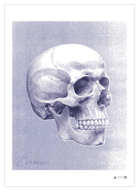 Anatomisk kunstplakat Pop Skull Blue
