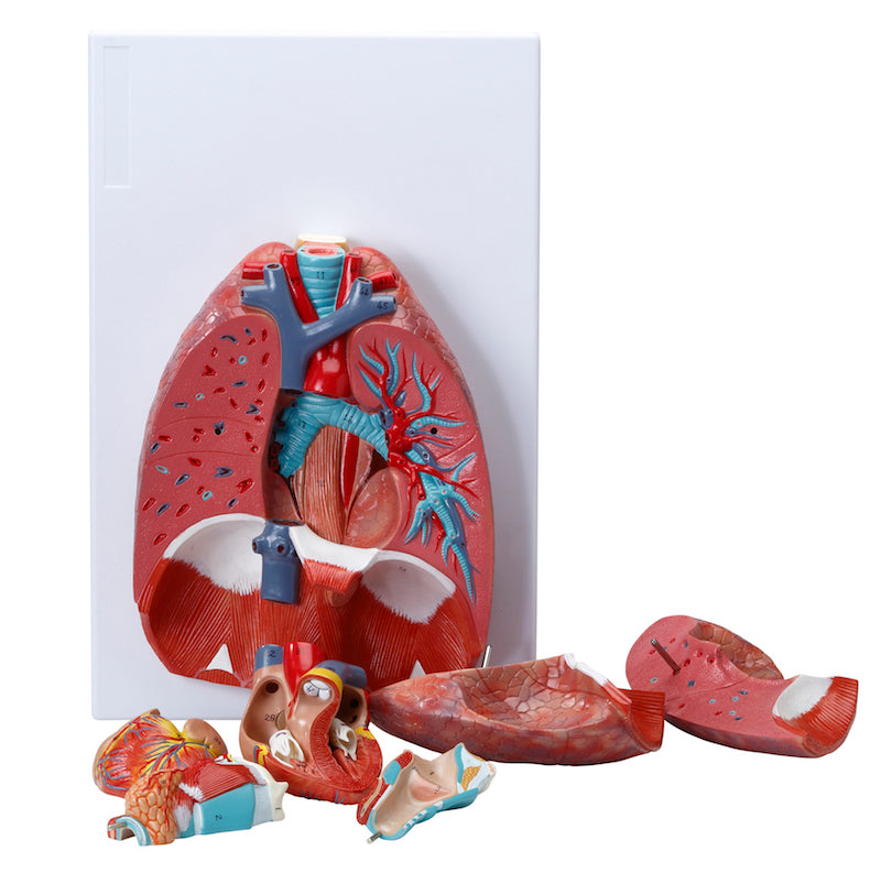Komplet og adskillelig model af åndedrætssystemet med relationer til andre organer