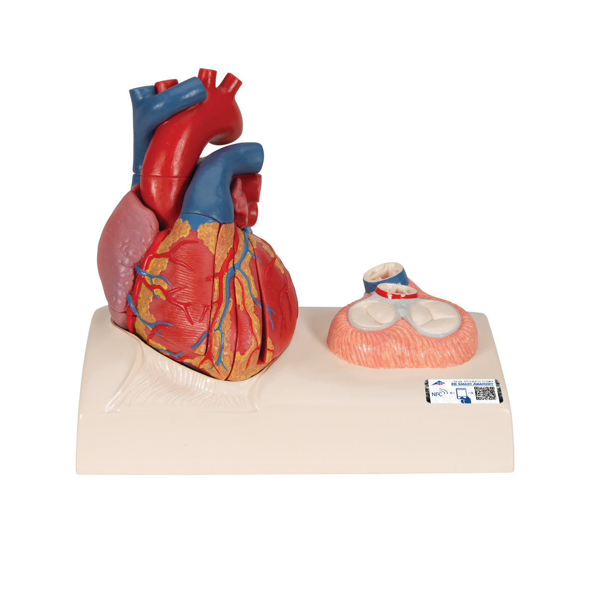 Heart Model with Valves