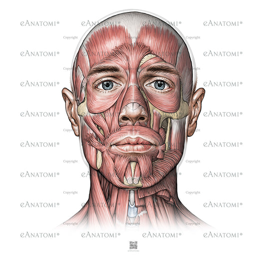 Digital illustration - ansigtets muskler