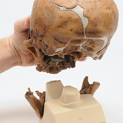 Antropologisk kranie af Homo (sapiens) neanderthalensis