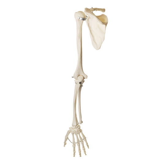 Model af knoglerne i øvre ekstremitet inklusiv skulderblad og kraveben