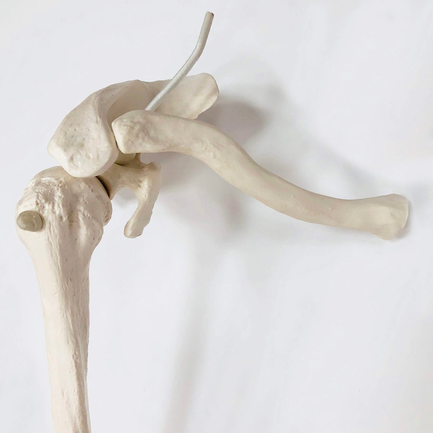 Skeletdel som viser hele højre arm med et meget bevægeligt skulderled (inkl. skulderblad og kraveben)