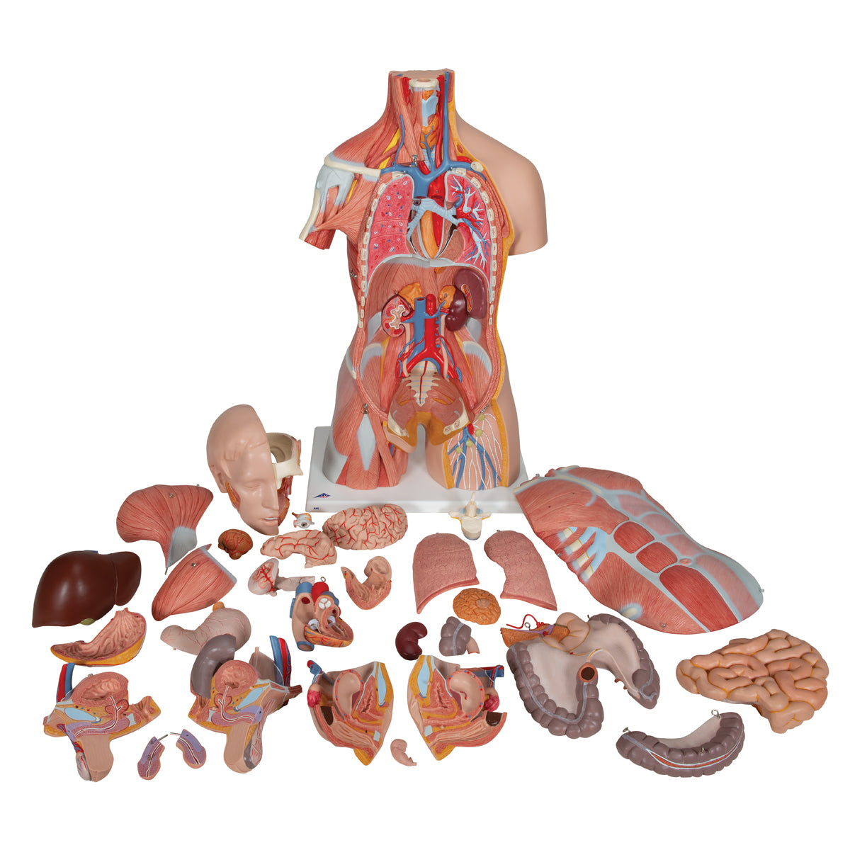 Komplet torso med 30 udtagelige dele, åben ryg, muskler, et foster og udskiftelige kønsorganer