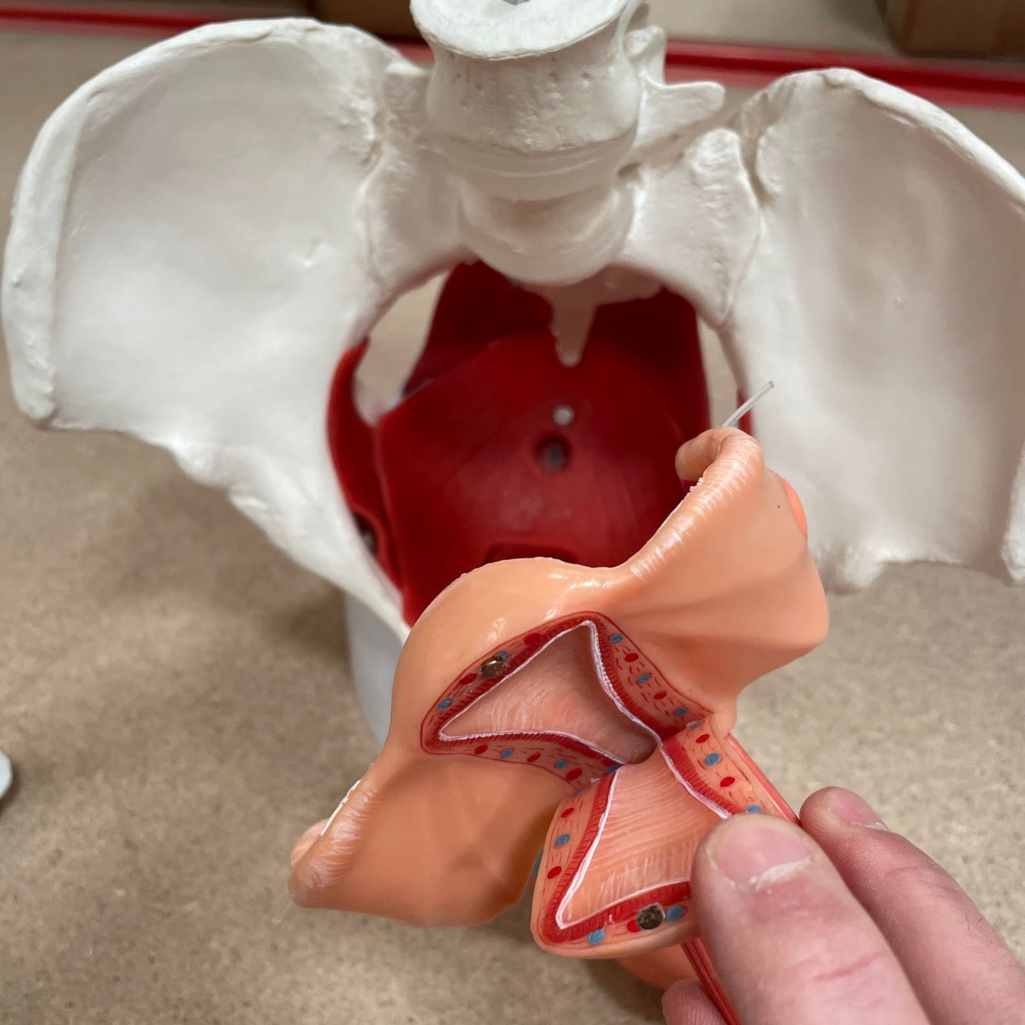 Bækkenmodel der viser bækkenbunden, de indre og ydre køns-organer samt blæren hos kvinden