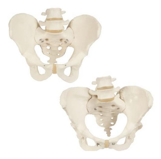 Sæt af 2 modeller som viser mandens og kvindens led og knogler i bækkenet