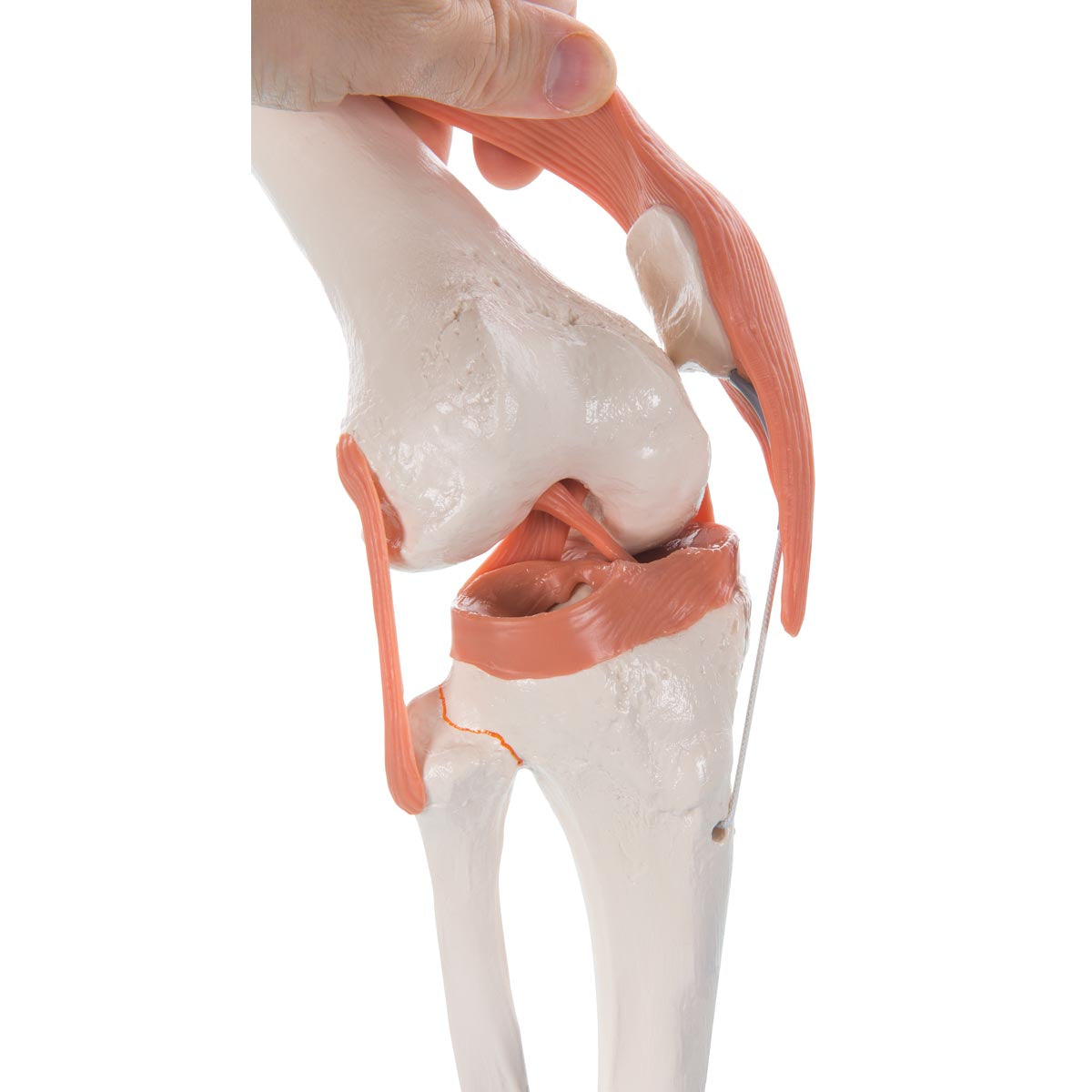 Fleksibel knæmodel med ledbånd uden farvede ledflader