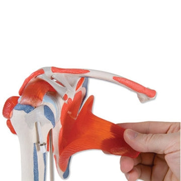 Fleksibel skuldermodel med muskulatur og ledbånd - kan adskilles i 5 dele