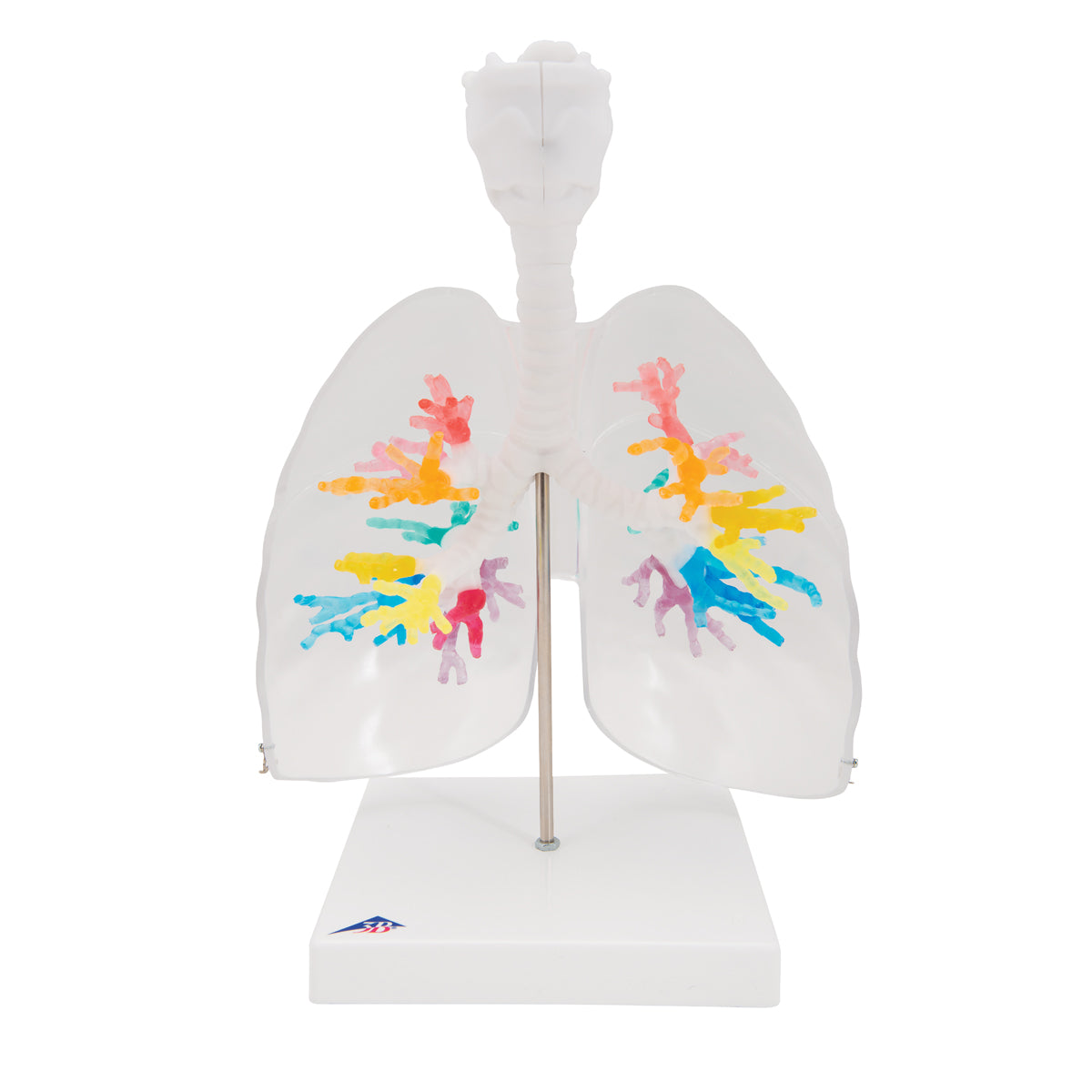 CT bronkier med strube 3D model via tomografisk data med lunger