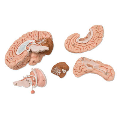 5-delt hjernemodel i kranie