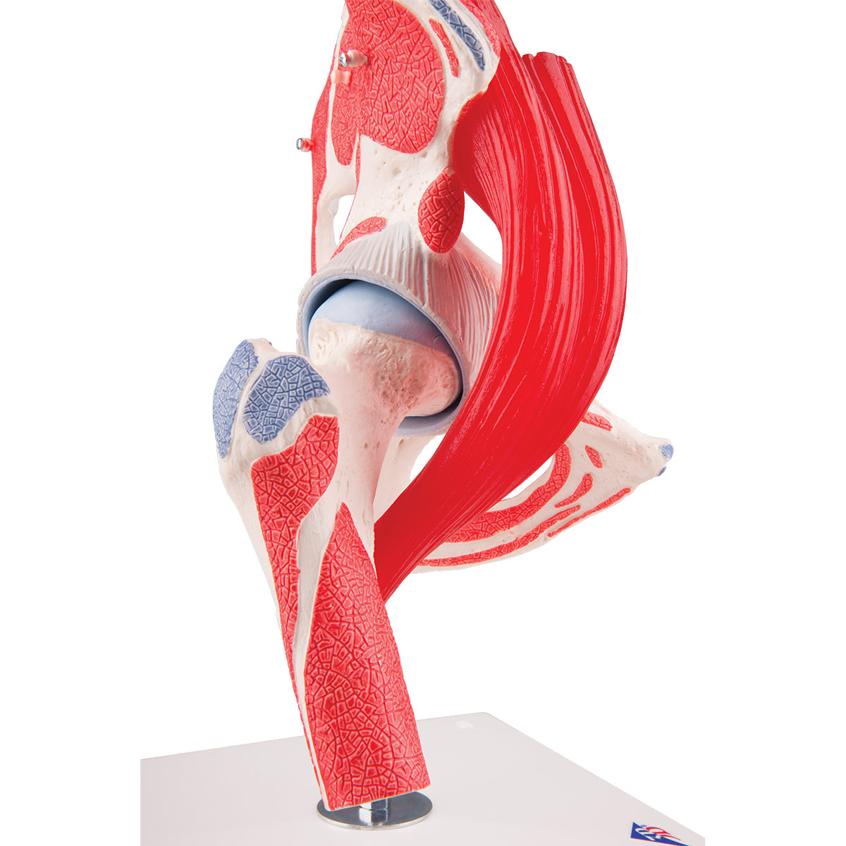 Fleksibel hoftemodel med muskler som kan adskilles i 7 dele