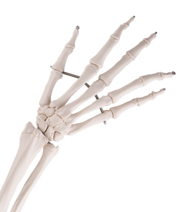 Skeletdel som viser hele højre arm med epifyselinjerne (inkl. skulderblad og kraveben)