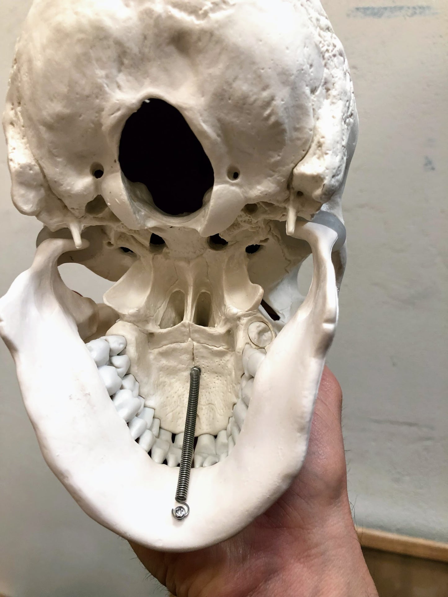 Anatomisk kraniemodel i voksen størrelse