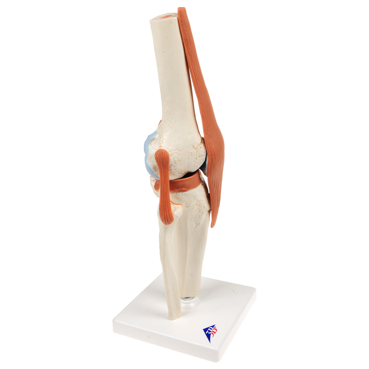 Fleksibel knæmodel med ledbånd og farvede ledflader