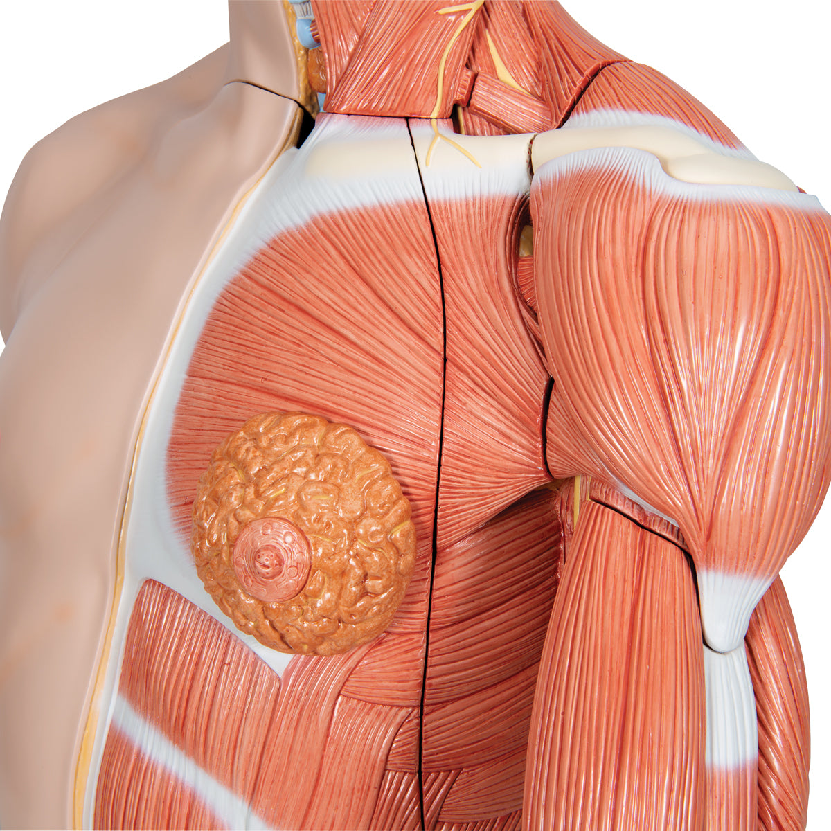 Anatomisk muskeltorso i 33 dele med udskiftelige kønsorganer
