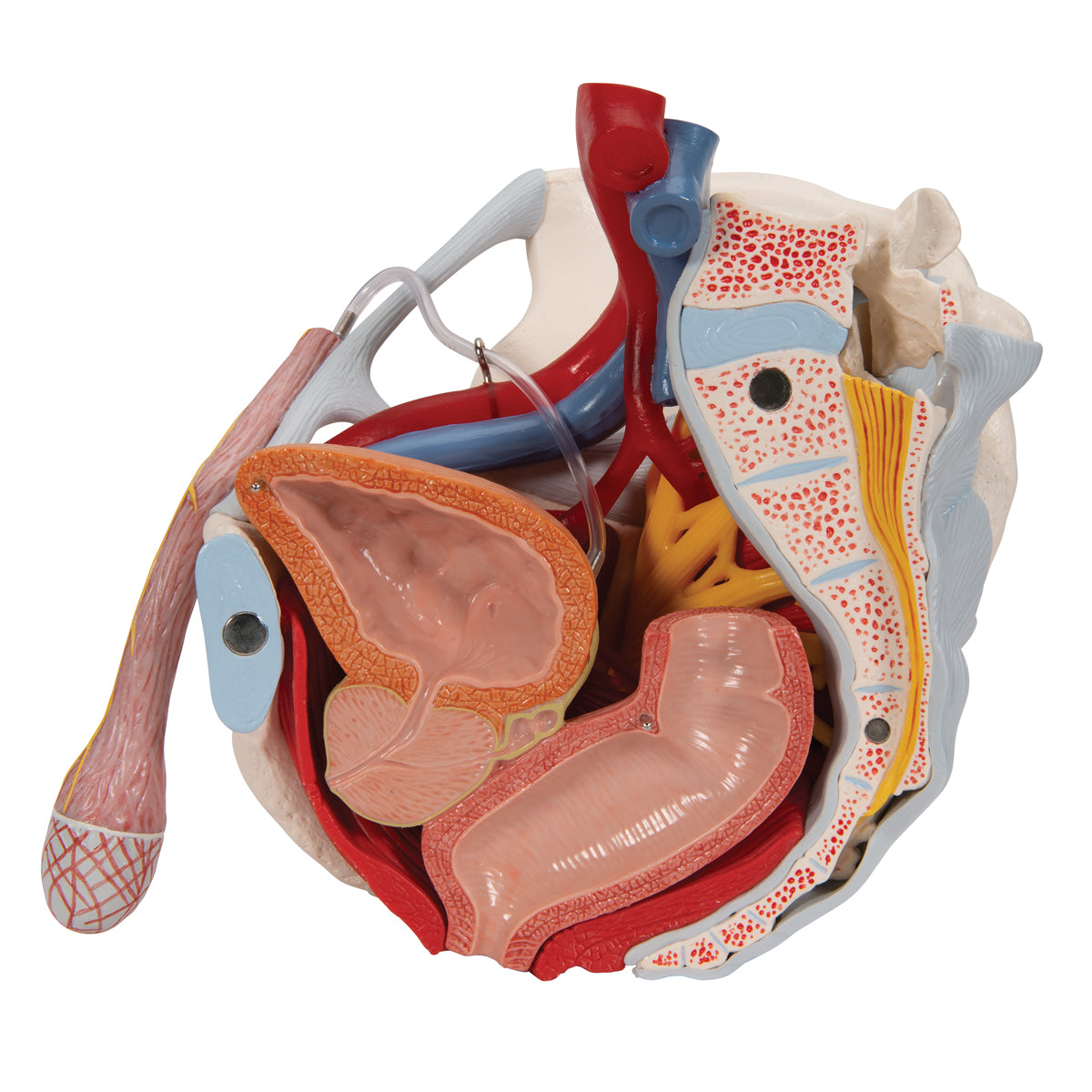 Bækkenmodel der viser bækken-bunden, kønsorganer, ledbånd, nerver og blodkar hos manden