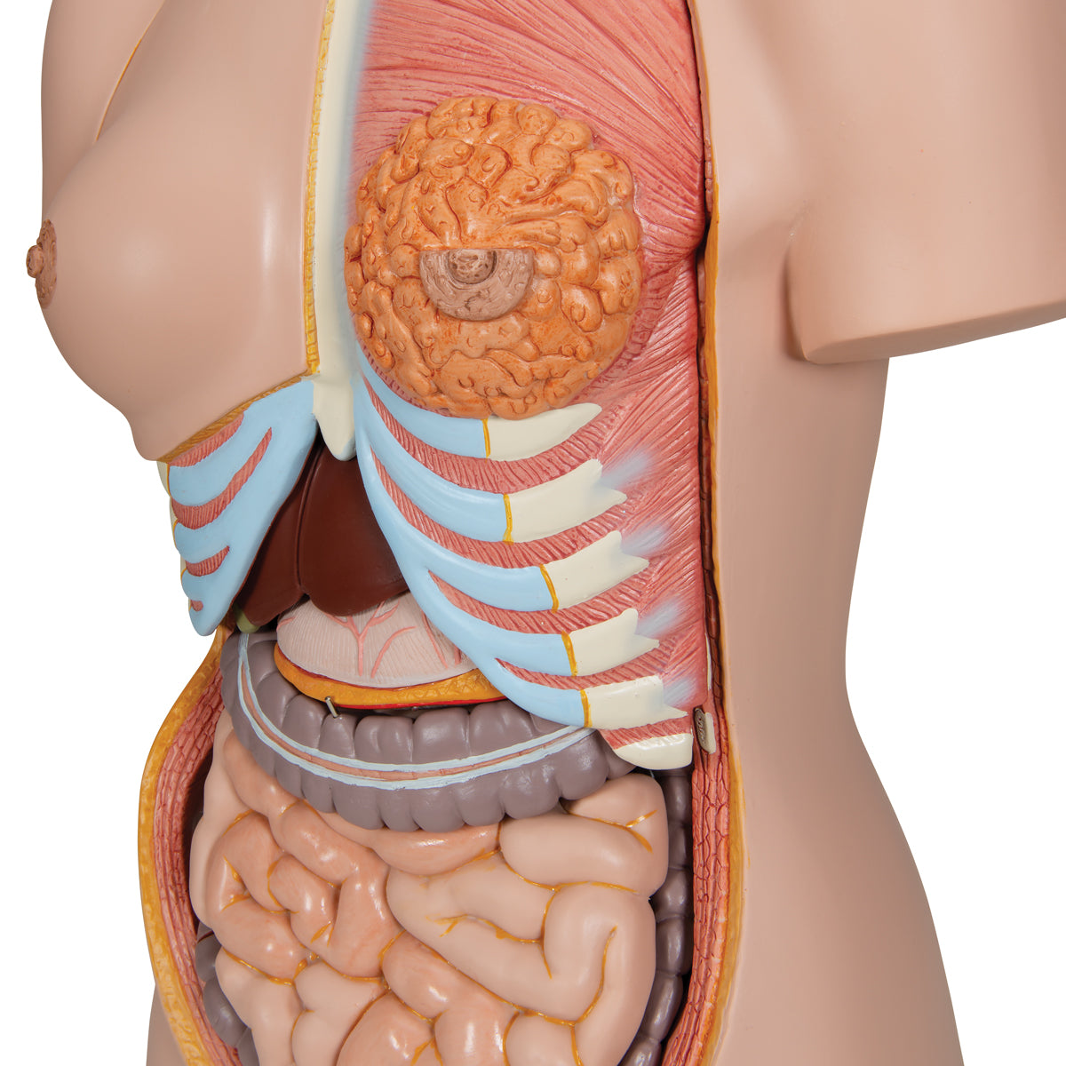 Meget detaljeret torso med 27 udtagelige dele, åben ryg, lys hud og udskiftelige kønsorganer