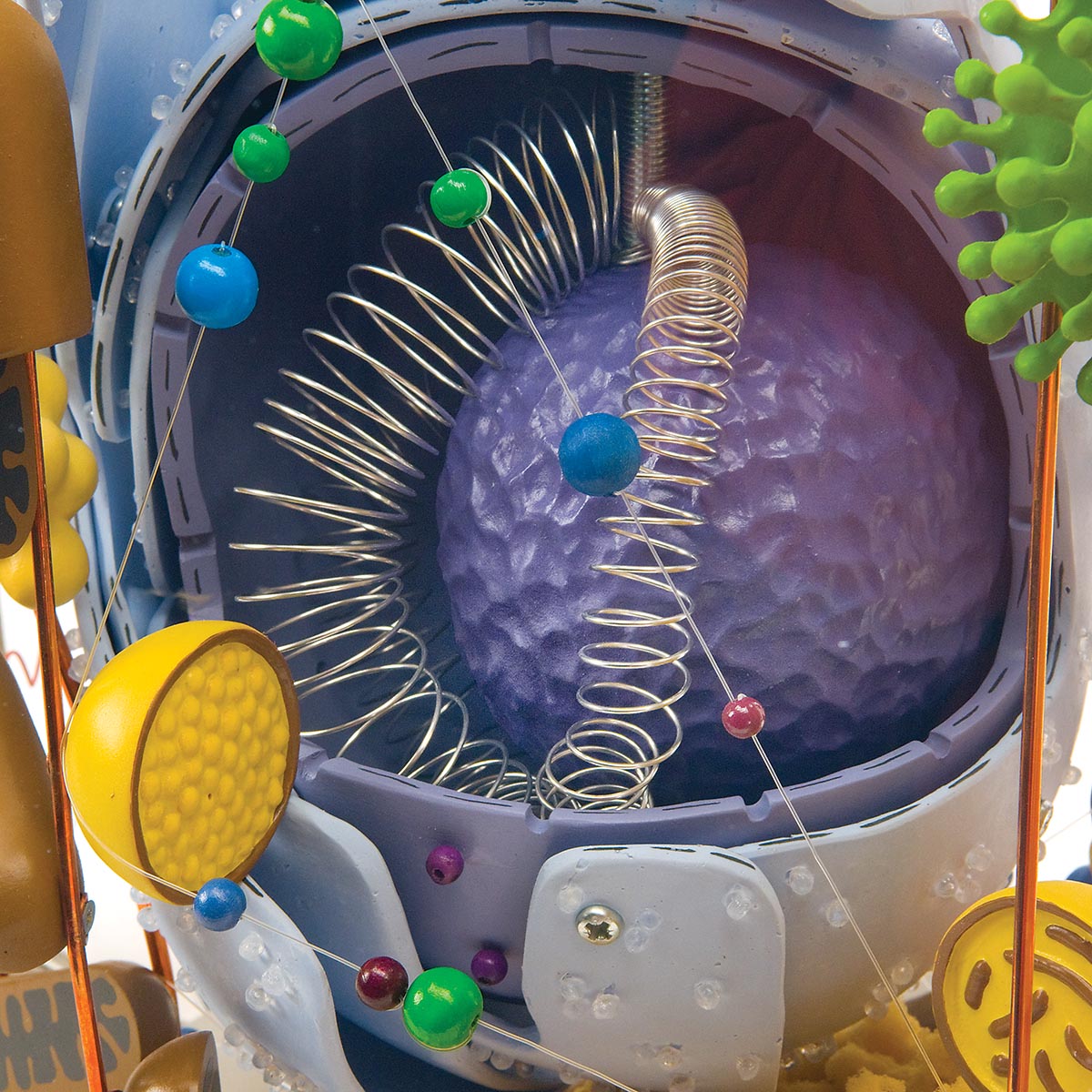 Kæmpe model af en udifferentieret menneskecelle i et elektronmikroskopisk perspektiv