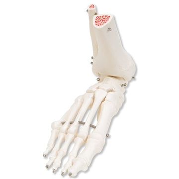 Model af fodens skelet samt lidt af skinne- og lægbenet