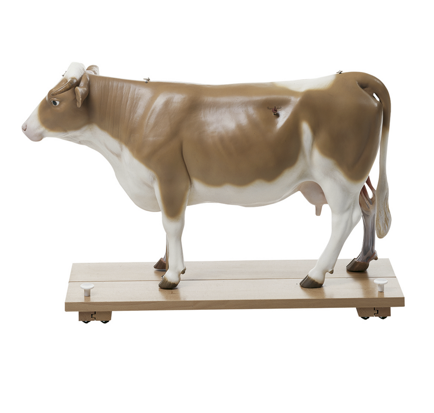 Model af en ko i højeste kvalitet og 1/3 af naturlig størrelse. Kan adskilles i 13 dele