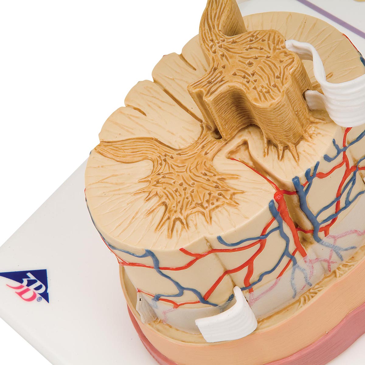 Forstørret model som viser et tværsnit af rygmarven inkl. hjerne-hinderne, blodkar og en spinalnerve