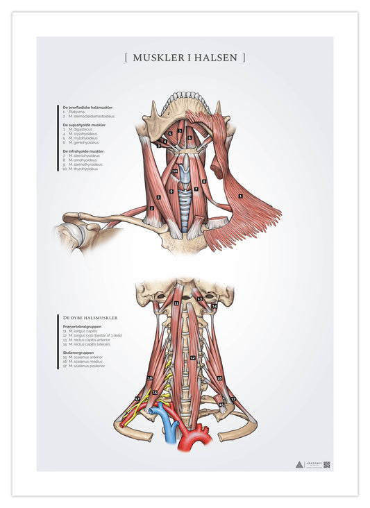 Anatomi plakat - Muskler i halsen