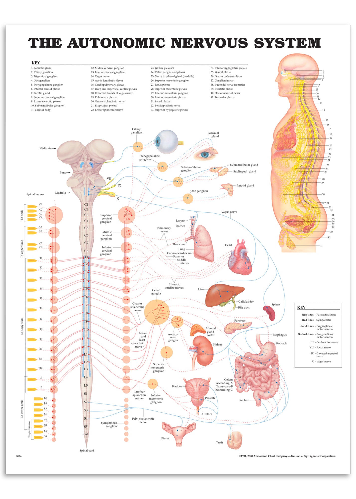 Plakat om det autonome nervesystem på engelsk