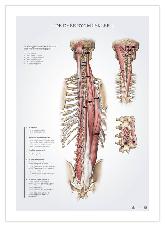 Anatomi plakat - Dybe rygmuskler