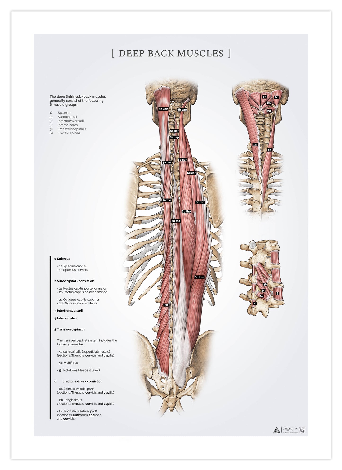 Anatomi plakat - Dybe rygmuskler