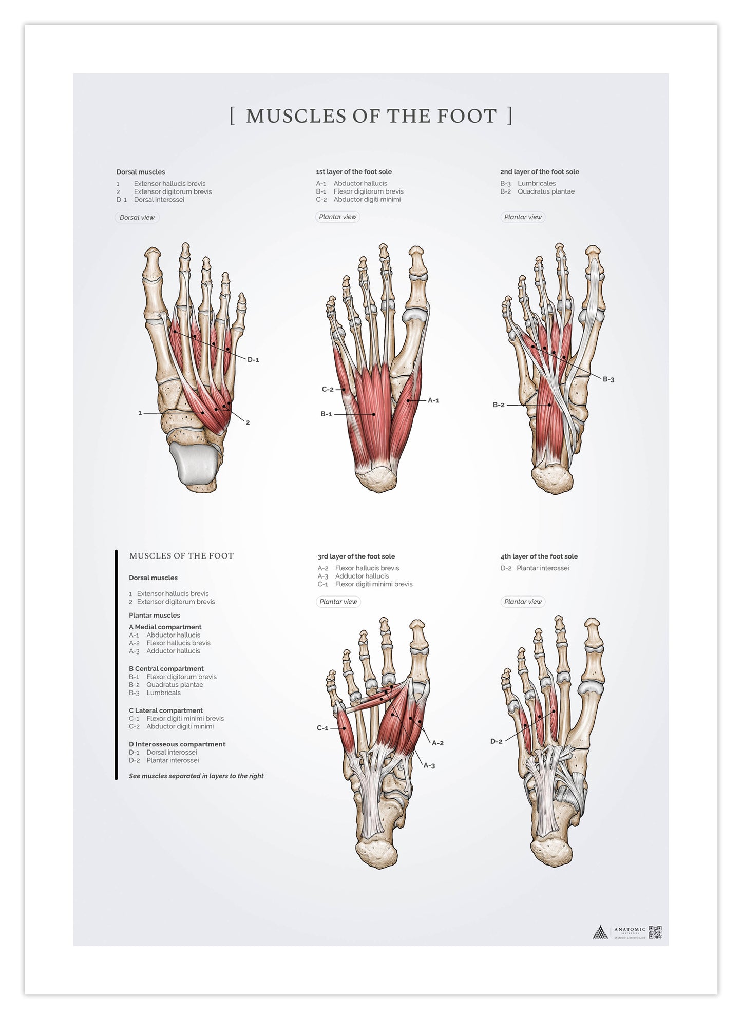 Anatomi plakat - Muskler i foden