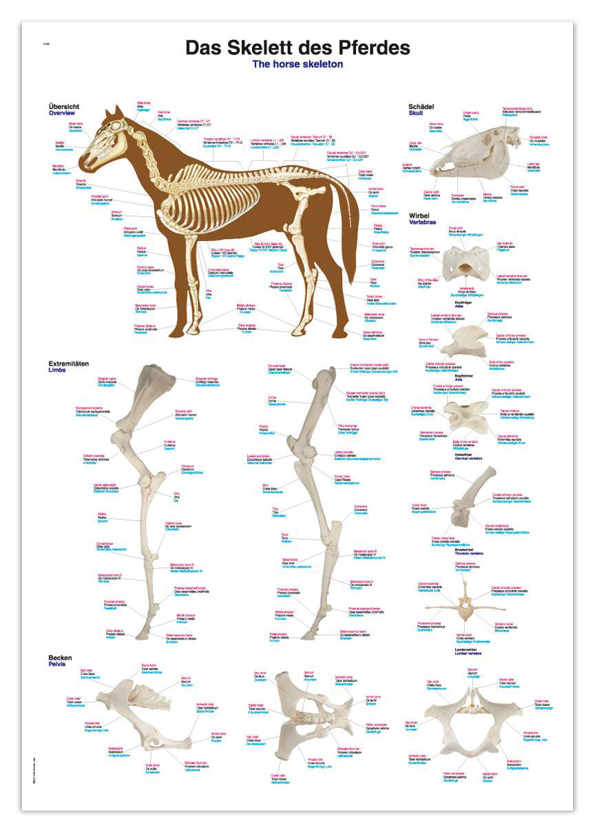 Plakat med hestens skelet på latin, tysk og engelsk