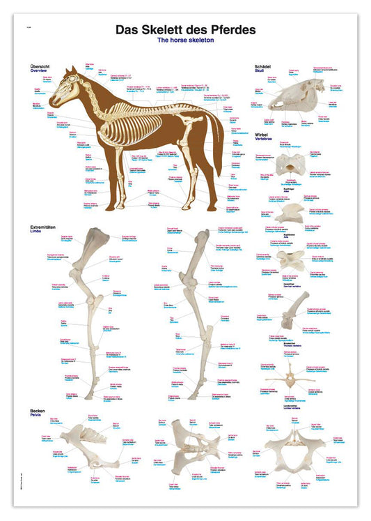 Plakat med hestens skelet på latin, tysk og engelsk