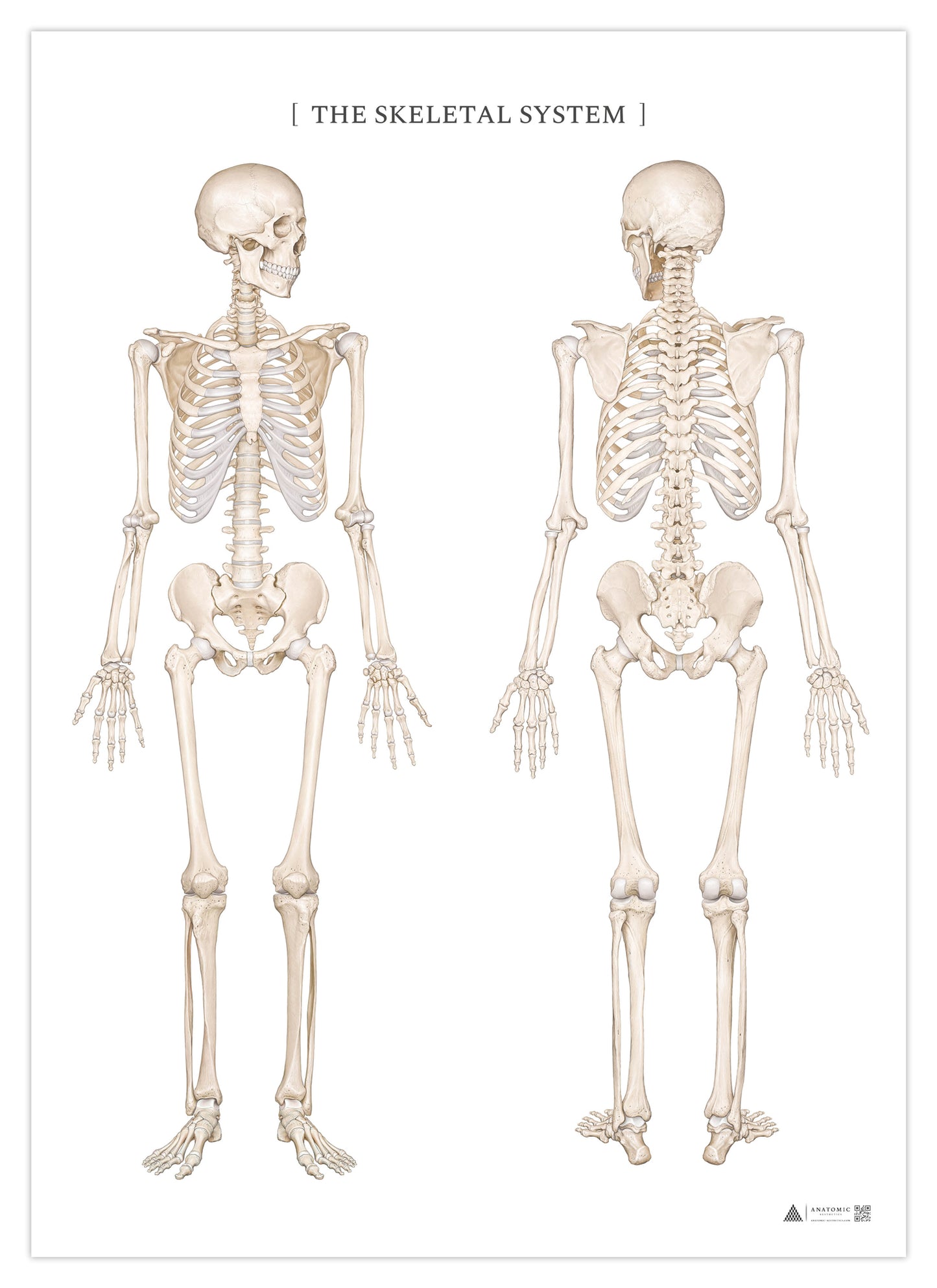 Anatomi plakat - Skeletsystemet