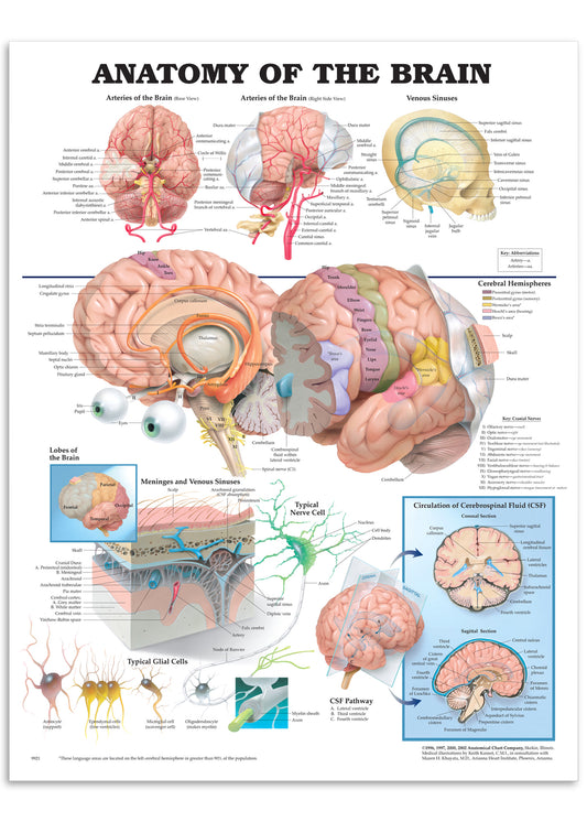Plakat om hjernens anatomi på engelsk
